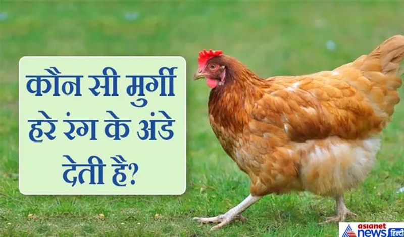 सवाल. कौन सी मुर्गी हरे रंग के अंडे देती है?
जवाब, नेडी मुर्गी।