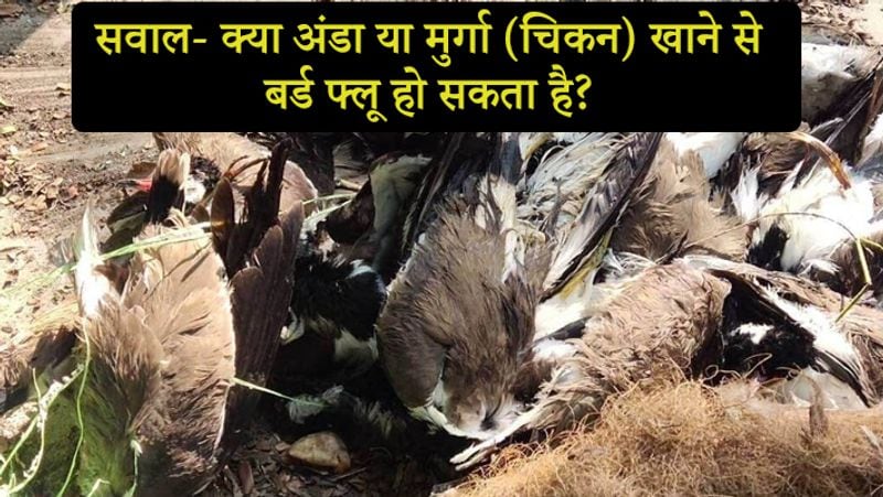 सवाल- क्या अंडा या मुर्गा (चिकन) खाने से बर्ड फ्लू हो सकता है?
जवाब- इस सवाल का जवाब केंद्रीय पशुपालन मंत्री गिरिराज सिंह ने दिया। उन्होंने कहा, विश्व पशु संगठन उसने कहा है कि अच्छे से पके पोलेट्री मीट और अंडे को खाने में कोई दिक्कत नहीं है। इससे कोई रोग नहीं फैलता है।