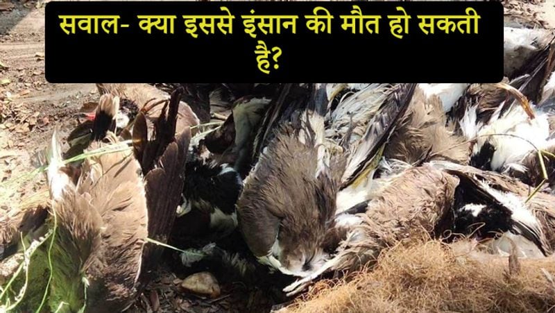 सवाल- क्या इससे इंसान की मौत हो सकती है?
जवाब- हां, इससे इंसान की मौत हो सकती है। बर्ड फ्लू से संक्रमित होने वालों में 60% लोगों की मौत हो जाती है। लेकिन अच्छी बात ये है कि ये पक्षियों से इंसानों में जल्दी नहीं फैलता है। इससे भी अच्छी बात ये है कि ये इंसानों से इंसानों में नहीं फैलता है।