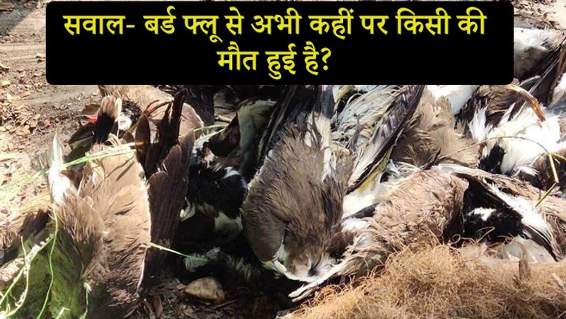 सवाल- बर्ड फ्लू से अभी कहीं पर किसी की मौत हुई है?
जवाब- भारत में तो बर्ड फ्लू से किसी की मौत नहीं हुई है, लेकिन साल 1997 में चीन के हांगकांग में 18 लोग बर्ड फ्लू से संक्रमित हुए थे, जिसमें 6 लोगों की बीमारी से मौत हो गई थी।