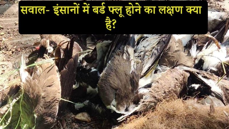सवाल- इंसानों में बर्ड फ्लू होने का लक्षण क्या है?
जवाब- बर्ड फ्लू के वायरस पक्षियों में सीधे आंत को संक्रमित करते हैं, लेकिन इंसानों में ऐसा नहीं है। इंसानों में ये वायरस सांस नली पर हमला करते हैं, जिससे सांस लेने से जुड़ी बीमारियां जैसे निमोनिया या एक्यूट रेस्पिरेटरी डिस्ट्रेस सिंड्रोम (एआरडीएस) हो सकती हैं। इसके शुरुआती लक्षणों में बुखार, खांसी, गले में खराश और कभी-कभी पेट दर्द और दस्त शामिल हैं।