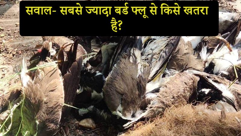 सवाल- सबसे ज्यादा बर्ड फ्लू से किसे खतरा है?
जवाब- ये पक्षियों से इंसानों में जा सकता है। सबसे अधिक खतरा उन लोगों को है जो पोल्ट्री का काम करते हैं या अक्सर खेतों में जाते हैं। उन्हें सबसे अधिक सावधानी बरतनी होगी।