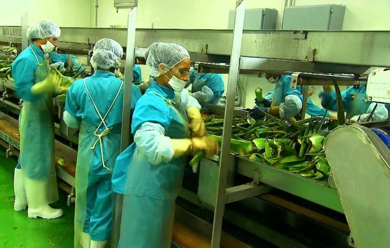 अगर आप ऐलोवेरा की प्रोसेसिंग यूनिट स्थापित करना चाहते हैं, तो केंद्रीय औषधीय एवं सगंध पौधा संस्थान (सीमैप) से संपर्क कर सकते हैं। इसकी वेबसाइट है-www.cimap.res.in
फोन-522-2718505, 2718503, 2992794 