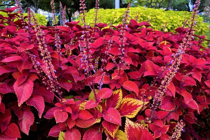 coleus how to grow in our home