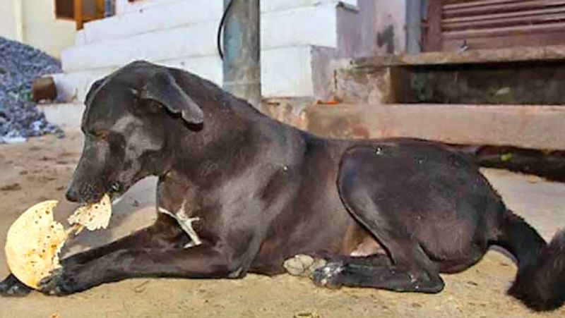 उपाय 5
यदि कुंडली में शनि या राहु-केतु से संबंधित दोष हो तो रात को जो रोटी सबसे अंत में बनती है, उस पर तेल लगाएं और ये रोटी काले कुत्ते को खाने के लिए दें। यदि काला कुत्ता नहीं हो तो किसी अन्य कुत्ते को भी ये रोटी दी जा सकती है।

