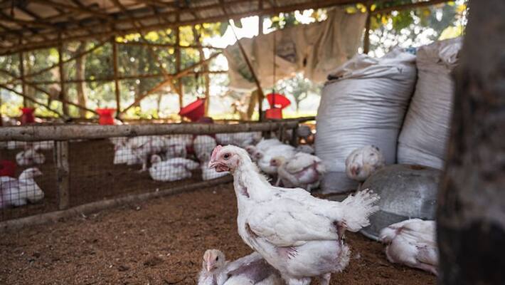 no bird flu in kozhikode test result is negative no bird flu in kozhikode test result is negative