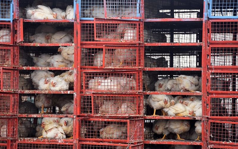 पहली बार 1996 में चीन में गीज में इस वायरस (H5N1) का पता चला। जहां तक मनुष्यों में इस वायरस के होने का सवाल है तो अगले ही साल यानी 1997 में हांगकांग में एक मुर्गी के जरिए इंसान में इस वायरस के होने का पता चला। वायरस का नाम H5N1 स्ट्रेन था, जिससे 18 संक्रमित इंसानों में से 6 की बीमारी से मृत्यु हो गई।
