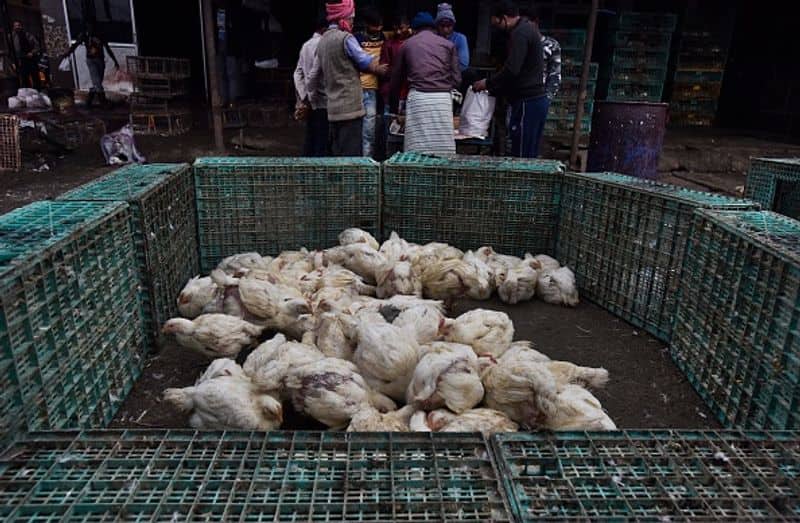 Shocking.  poison mixed in drinking water for revenge. 6 thousand Chickens were lost . tragedy.