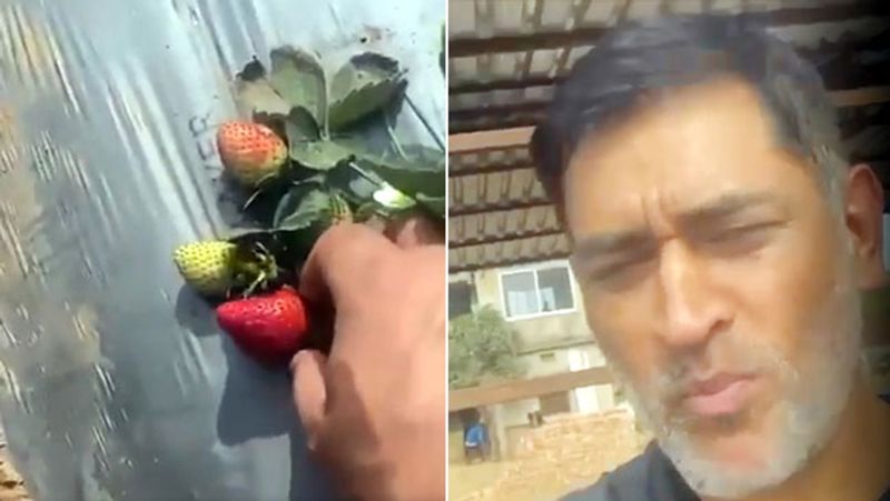 हाल ही में उन्होंने अपने इंस्टाग्राम पर एक वीडियो शेयर किया, जिसमें वह स्ट्रॉबेरी के पौधों के पास खड़े हैं। वीडियो में धोनी पौधे से स्ट्रॉबेरी तोड़ते हैं और खा लेते हैं। वीडियो शेयर करते हुए उन्होंने कैप्शन में लिखा, 'अगर मैं ऐसे ही खेत में आता रहा और खाता रहा तो मार्केट में कोई स्ट्रॉबेरी नहीं बचेंगी।'
(फोटो सोर्स- इंस्टाग्राम)