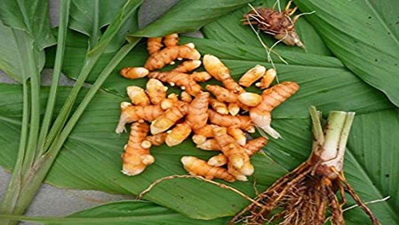 हल्दी के फायदे (Benefits of turmeric in hindi)
कोरोना का संक्रमण उन पर हमला करता है, जिनकी इम्यूनिटी कमजोर होती है। सर्दियों में अकसर इम्यूनिटी प्रभावित होती है। सर्दी-जुकाम होना कोरोना संक्रमण को बढ़ावा देता है। इससे बचने हल्दी को अपने खाने में जरूर शामिल करें। बता दें कि कच्ची हल्दी में सक्रिय तत्व करक्यूमिन (Curcumin) पाया जाता है, जो दर्द से आराम दिलाता है और दिल की बीमारियों से सुरक्षा रखता है। इसमें मौजूद यह तत्व इंसुलिन लेवल को बनाए रखने में मदद करता है। 