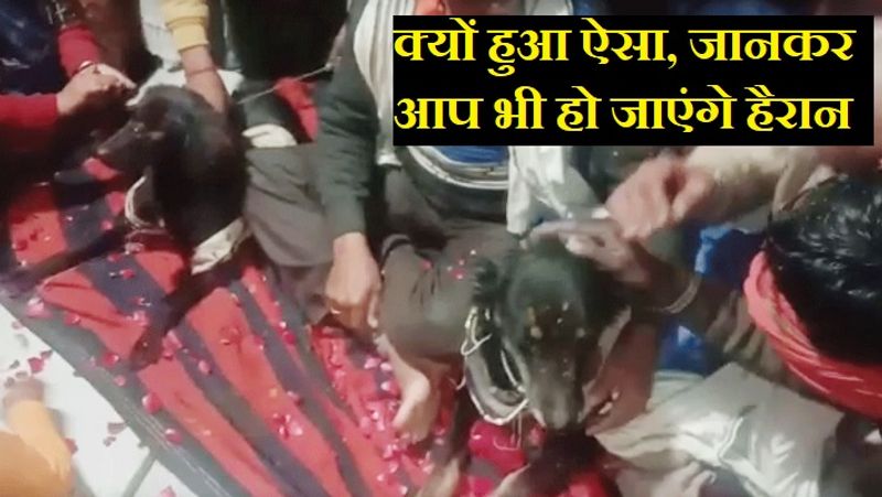 मध्य प्रदेश के निवाड़ी जिले के पुछीकरगुआ निवासी मूलचंद नायक ने अपनी डॉगी का नाम रश्मि रखा है। वहीं, यूपी के बकवा खुर्द निवासी अशोक यादव ने अपने डॉग का नाम गोलू रखा है। 