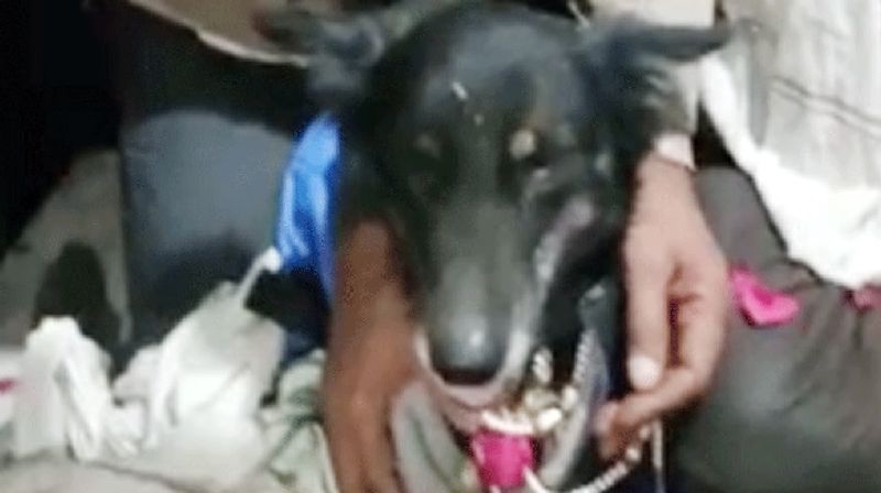 मीडिया रिपोर्ट्स के मुताबिक पुछीकरगुवा गांव के लोग कई दिनों से पानी की कमी से जूझ रहे थे। अपनी इसी परेशानी को दूर करने के लिए उन्होंने कुत्ते और कुतिया की शादी करवाने का निर्णय लिया।