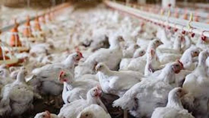 Delhi bird flu Updates CM Arvind kejriwal press Conference gazipur poultry market Closed for 10 days KPY Delhi bird flu Updates CM Arvind kejriwal press Conference gazipur poultry market Closed for 10 days KPY