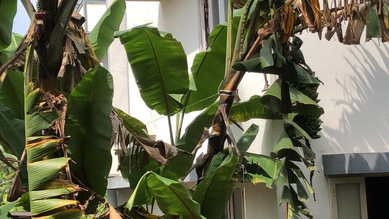 কলা গাছ- বাড়িতে এই গাছ লাগালে মন শান্ত থাকে এবং সমৃদ্ধি আসে। পুজো পাঠে যেমন তুলসীর গুরুত্ব তেমনি কলা গাছও শুভ বিবেচিত হয়। বাস্তু শাস্ত্র অনুসারে কলাগাছটি পূর্ব-উত্তর দিকে রোপণ করা উচিত।