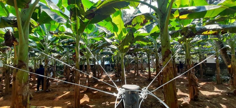 new technology to help banana farmers