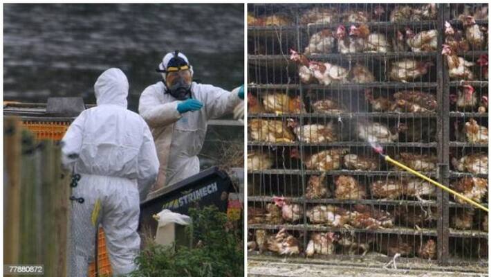 avian influenza detected in Delhi and Maharashtra avian influenza detected in Delhi and Maharashtra