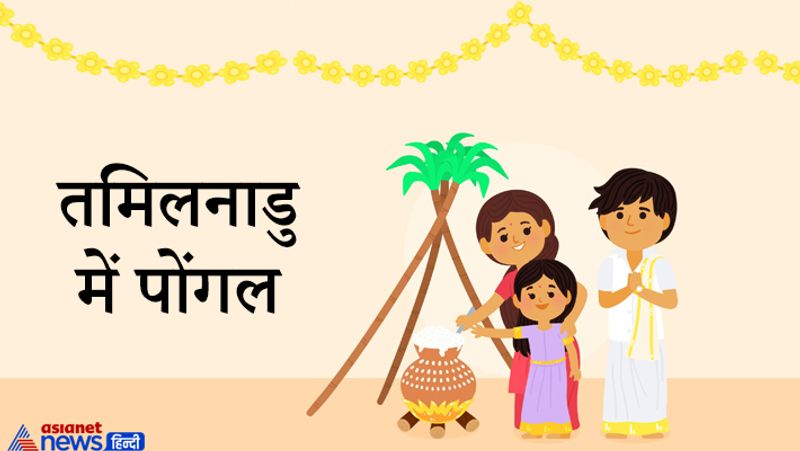 तमिलनाडु में पोंगल
पोंगल के त्योहार में मुख्य रूप से बैल की पूजा की जाती है क्योंकि बैल के माध्यम से किसान अपनी जमीन जोतता है। गाए व अन्य पशुओं को सजाया जाता है। उनके सींगों पर चित्रकारी की जाती है। उसके बाद भगवान को नई फसल का भोग लगाया जाता है व गाए व बैलों को भी गन्ना व चावल खिलाया जाता है। इस अवसर पर बैलों की दौड़ और अन्य खेलों का भी आयोजन होता है।
