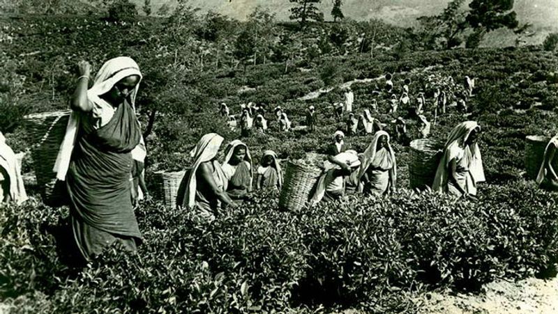 देश के जिन 15 राज्यों में चाय का उत्पादन होता है, वो हैं-असम, पश्चिम बंगाल, तमिलनाडु, केरल, हिमाचल प्रदेश, कर्नाटक, त्रिपुरा, अरुणाचल प्रदेश, उत्तराखंड, बिहार, सिक्किम, मणिपुर, मिजोरम, मेघालय और नागालैंड।