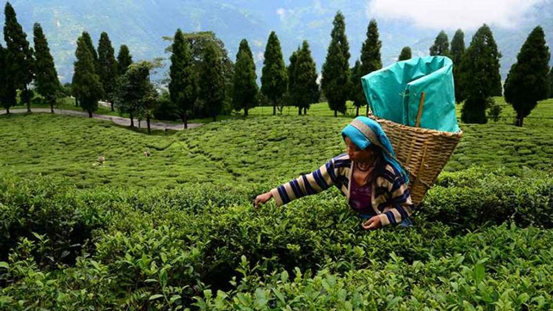 भारत के प्रमुख चाय बागान
दार्जिलिंग- यह पश्चिम बंगाल का हिल स्टेशन है। यहां की चाय को काला चाय भी कहते हैं। इसकी सुगंध बेहद खास होती है। स्वाद और सुगंध के लिए जानी जाती है।
निलगिरी- यह तमिलनाडु का एक जिला है। यह पर्वत श्रृंखला तमिलनाडु, कर्नाटक और केरल तक फैली है। यह चाय काले रंग, सुगंध और स्वाद के लिए जानी जाती है।
कांगड़ा-यह हिमाचल प्रदेश का एक जिला है। इसका उत्पादन पालमपुर और धर्मशाला में होता है।
मुन्नार-यह केरल का हिल स्टेशन है। यहां के चाय बागान केंद्रीय त्रावणकोर तक और केरल में फैले हुए हैं।
कूर्ग- यह कर्नाटक का हिल स्टेशन है। इसे कोडागू भी कहते हैं। यहां की चाय भी बेहद प्रसिद्ध है।