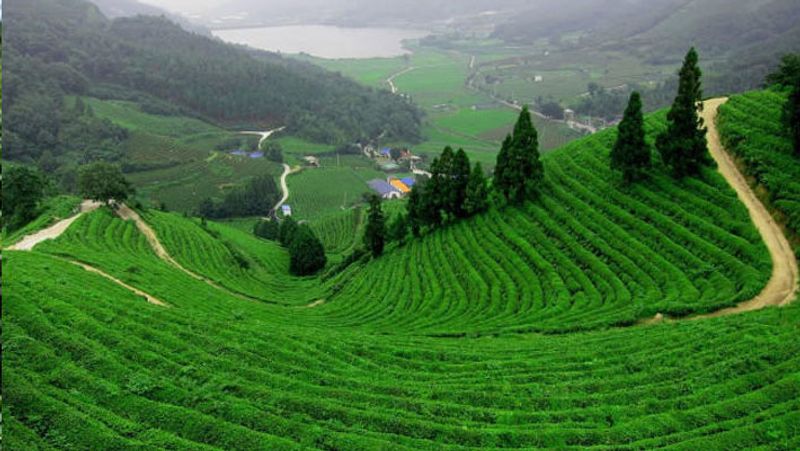 आपको पता है सफेद चाय क्या है?
यह एक नायाब किस्म है। इसमें कलियों के पूरी तरह खुलने यानी सफेद बाल आने से पहले उसकी पत्तियां तोड़ ली जाती हैं। यह जायके में कड़क नहीं होती। इसमें कैफीन कम और एंटीऑक्सीडेंट के गुण अधिक होते हैं।