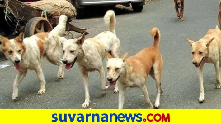 stray-dog-attack-on-11-year-boy died in-Sidlaghatta Chikkaballapur mah stray-dog-attack-on-11-year-boy died in-Sidlaghatta Chikkaballapur mah