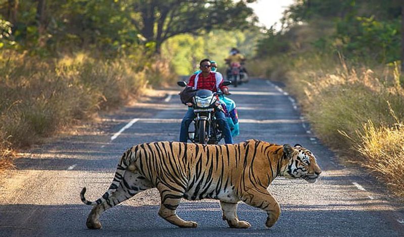 ये अजीबोगरीब वाक्या महाराष्ट्र से सामने आया जहां अचानक ही बिजी रोड पर एक बाघ सामने आ गया। बाघ को देखते ही वहां से उस वक्त पार हो रहे बाइक सवारों के होश उड़ गए। (फोटो: कैटर्स न्यूज एजेंसी)