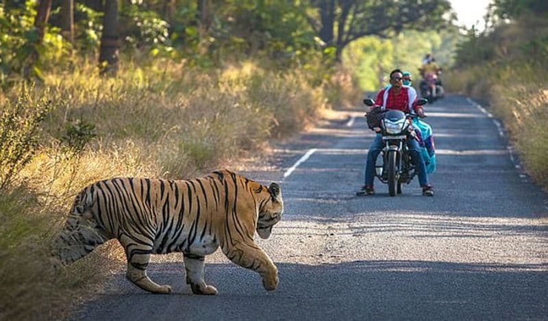 इस मोमेंट को उस वक्त वहां मौजूद 29 साल के वाइल्डलाइफ फोटोग्राफर भार्गव श्रीवारी ने अपने कैमरे में कैद कर लिया। उसके मुताबिक़, अचानक से ऐसा नजारा दिखना चौकाने वाला था। ऐसे में वो इसे किसी कीमत पर मिस नहीं करना चाहता था। (फोटो: कैटर्स न्यूज एजेंसी)
