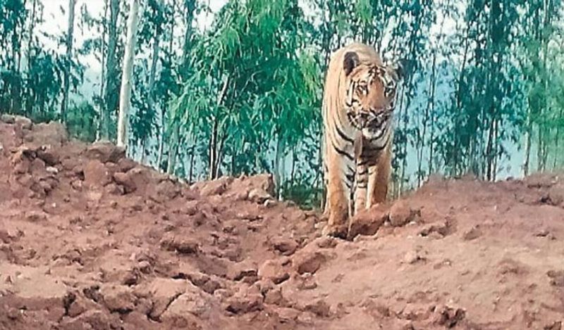 ये नजारा महाराष्ट्र के ताडोबा अंधेरी टाइगर रिजर्व के पास मौजूद एक रोड के पास हुई। ये रिजर्व 80 बाघों का घर है। लेकिन बाघ लोगों से दूर रहते हैं। ऐसे में सड़क पर उनका यूं आना शॉकिंग था। 