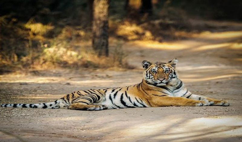फोटोग्राफर भार्गव ने तस्वीरें लेने के बाद कहा कि उन्होंने अपनी अब तक की लाइफ में बाघों की जिंदगी को भी काफी नजदीक से देखा है। उन्होंने हमेशा ये पाया कि वो इंसानों से दूर। बार ये बाघ आराम से सड़क पर टहलते हुए स्पॉट हुआ।
