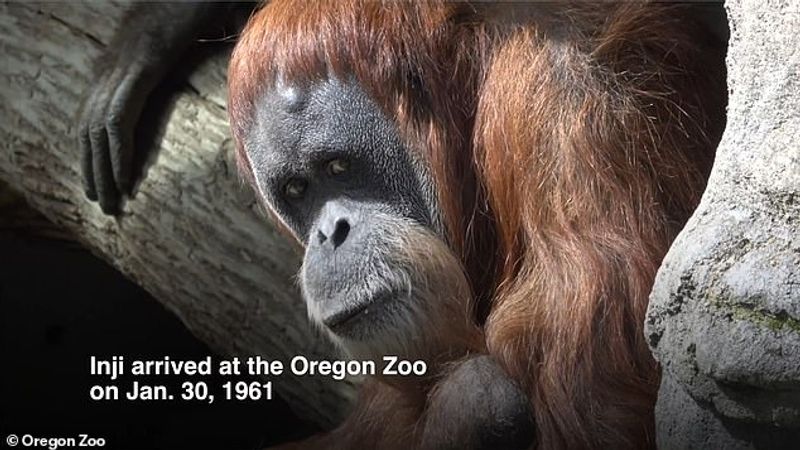 worlds oldest orangutan inji is euthanized