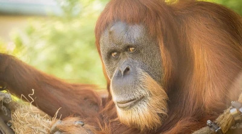 worlds oldest orangutan inji is euthanized