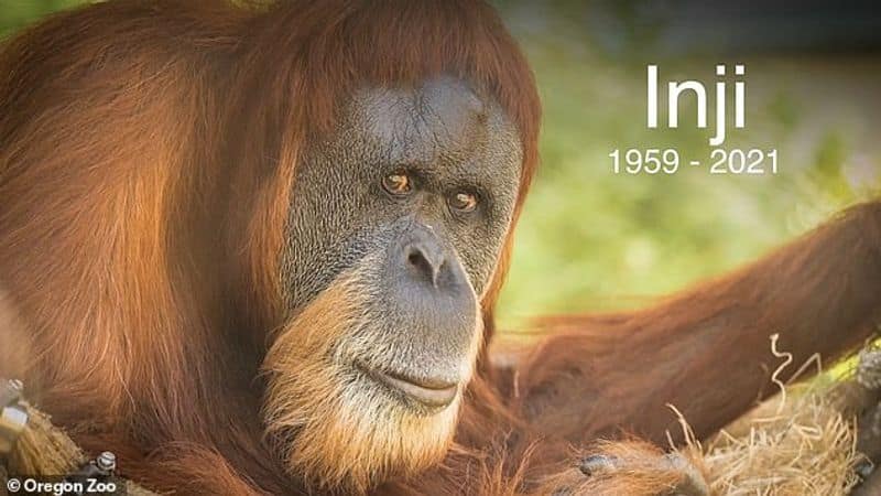worlds oldest orangutan inji is euthanized