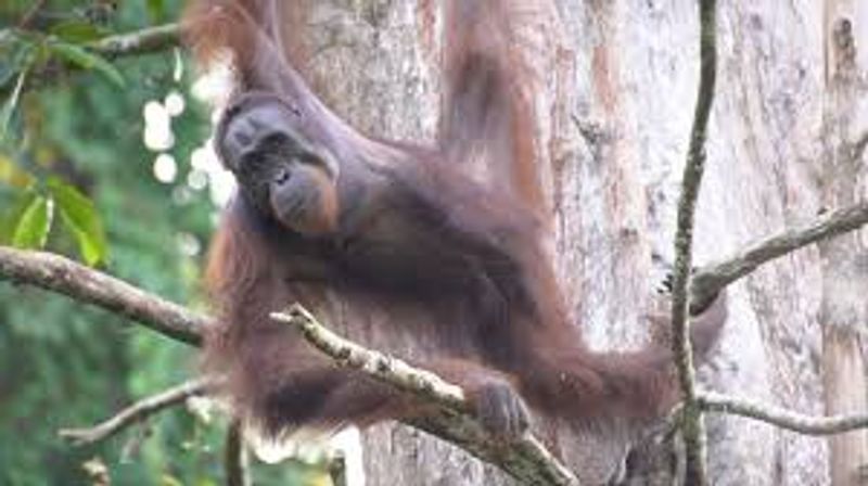 worlds oldest orangutan inji is euthanized