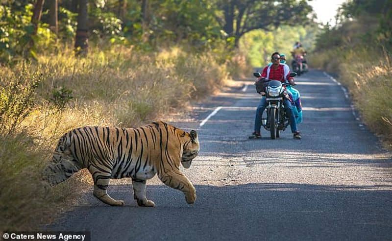 tiger infront of the bike at Tadoba Andhari Tiger Reserve