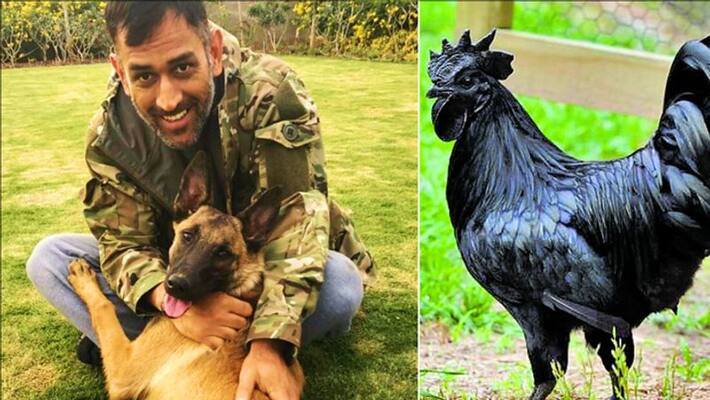 madhya pradesh news jhabua bird flu havoc mahendra singh dhoni 2500 kadkanath chickens killed kpr madhya pradesh news jhabua bird flu havoc mahendra singh dhoni 2500 kadkanath chickens killed kpr
