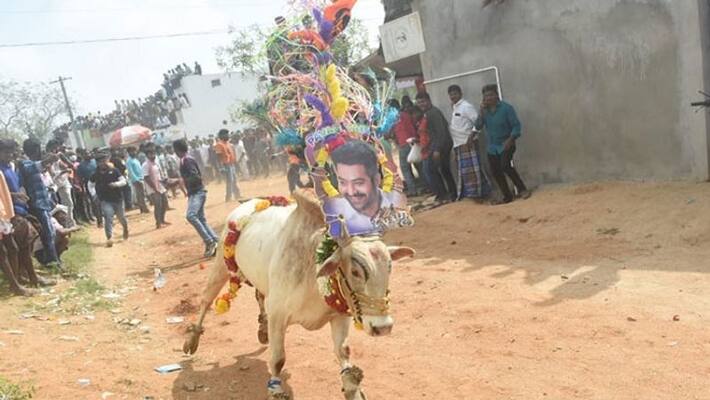 Jr ntr photos in jallikattu at chittoor - bsb Jr ntr photos in jallikattu at chittoor - bsb