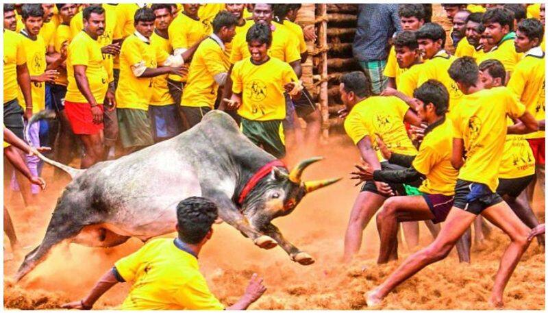 Bulls roaring at Palamedu Jallikkat .. Car for warriors .. Kangayam cow gift for bulls.