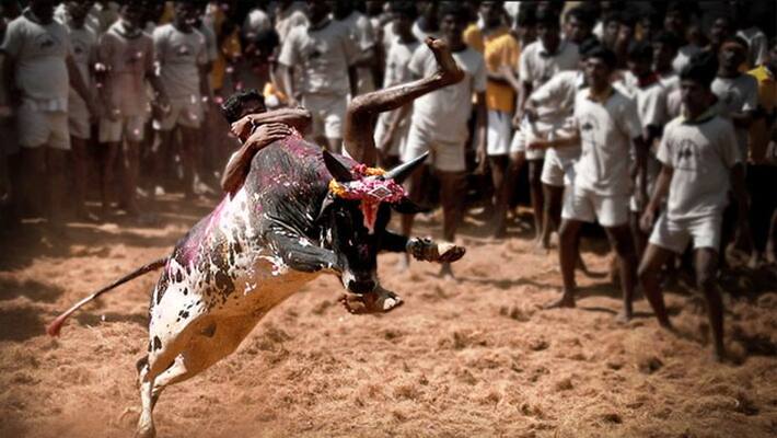 Bull Bullying Festival Cancelled Due to Puneeth Rajkumar Death grg Bull Bullying Festival Cancelled Due to Puneeth Rajkumar Death grg