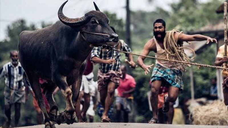 तमिल भाषाविदों की मानें, तो 'जल्ली' शब्द 'सल्ली' से बना है। इसके मायने होते हैं 'सिक्का' और कट्टू का अर्थ 'बांधा हुआ' होता है। 'जल्लीकट्टू' में सांडों के सींग पर कपड़ा बांधा जाता है। जो खिलाड़ी लंबे समय तक सींग पकड़े रखता है और कपड़े को निकाल लेता है, वो विजेता होता है।
