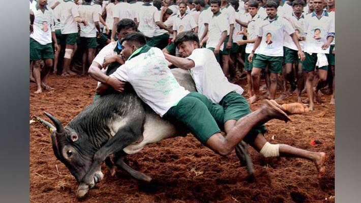 AIADMK MLA withdraws cases filed in Jallikattu protest AIADMK MLA withdraws cases filed in Jallikattu protest