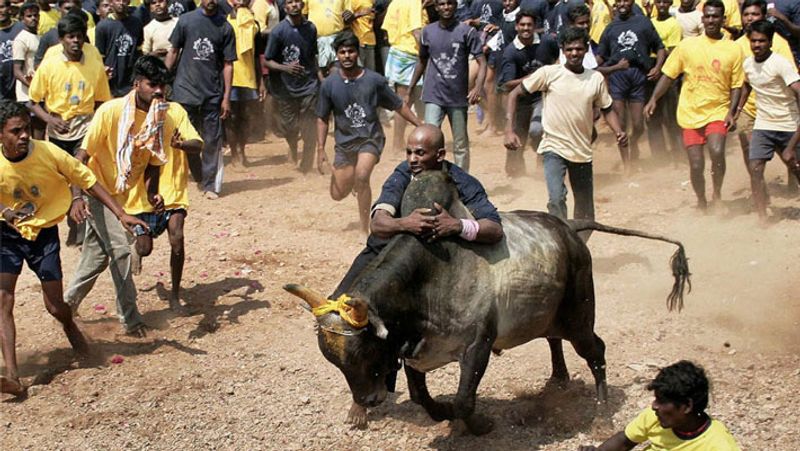 केंद्र सरकार ने 7 जनवरी, 2017 में जल्लीकट्टू महोत्सव पर लगी रोक हटा दी थी। लेकिन सुप्रीम कोर्ट से इसे स्टे मिल गया था।