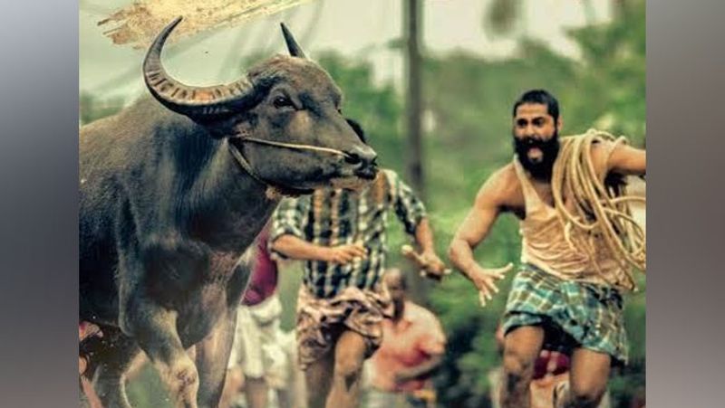 तमिलनाडु की संस्कृति में जल्लकट्टू की लोकप्रियता का अंदाजा इसी से लगाया जा सकता है कि इस पर कई फिल्में बनीं। जैसे- वीरूमांडी,मुरट्टू काली, करान पांडियन,मिरूगम, इल्मी, कन्नी पररूवाथिले आदि।
(फोटो सोर्स-गूगल)