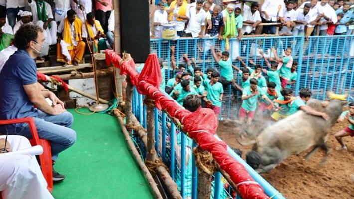 Congress leader Rahul Gandhi visited chennai to witness Jallikattu KPP Congress leader Rahul Gandhi visited chennai to witness Jallikattu KPP