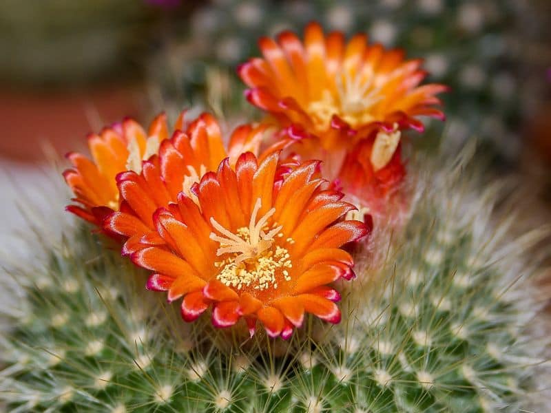 Cactus With Orange Flowers