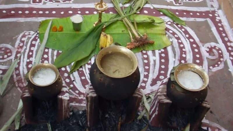 here you can know about what is pongal and how is celebrating