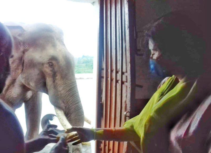 Wild elephant visits chamarajnagar temple after 3 years dpl