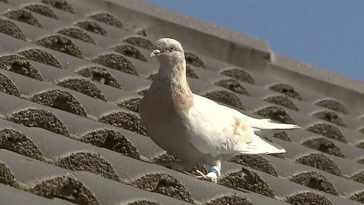 a racing pigeon awaiting death or relief between the america australia tensions a racing pigeon awaiting death or relief between the america australia tensions