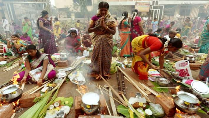 here is the reason for celebrationg pongal festival here is the reason for celebrationg pongal festival