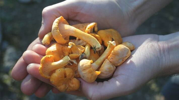 Huge Demand for Mushroom in Uttara Kannada grg Huge Demand for Mushroom in Uttara Kannada grg