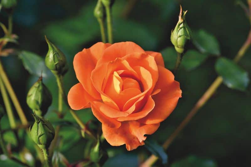rose plant diseases and solutions